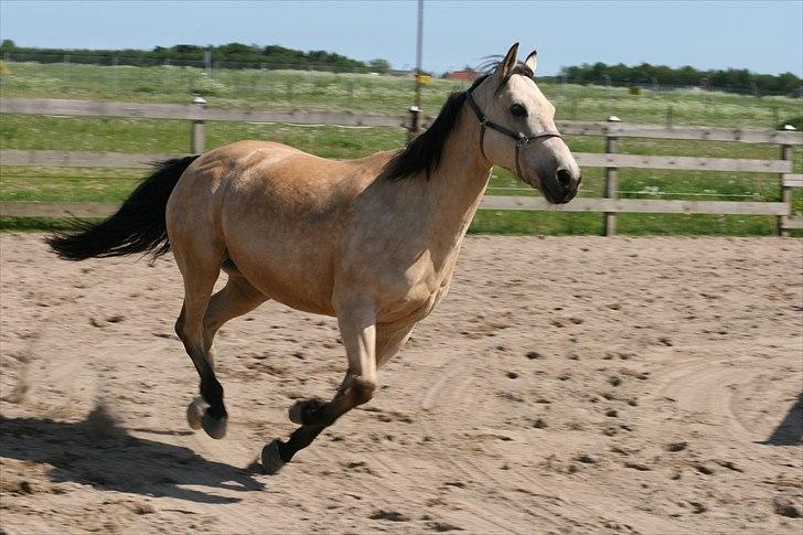 Anden særlig race Cee Bee Gipsy R.I.P - Mors flotte dreng <3 billede 7