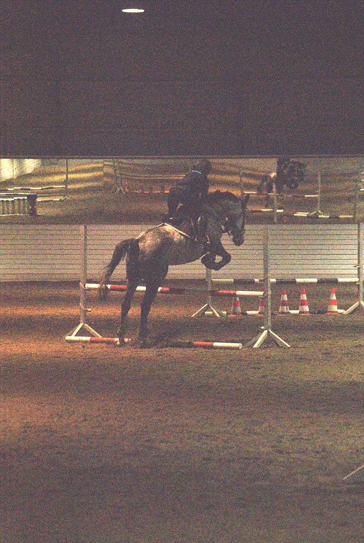 Polsk Varmblod Hoplita (Polle) - en af de sidste gange jeg sprang min højt elskede Polle :´/ billede 16