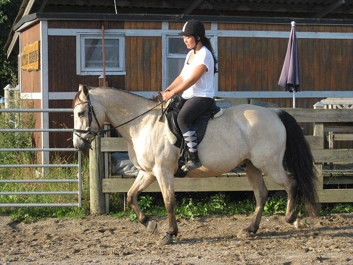 Anden særlig race Cee Bee Gipsy R.I.P - Første gange jeg prøvede den dejlige dreng :) billede 8