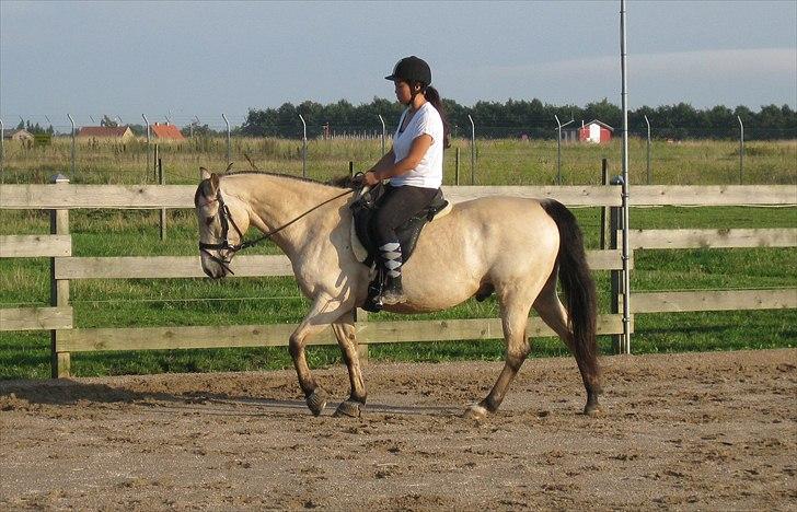 Anden særlig race Cee Bee Gipsy R.I.P billede 9