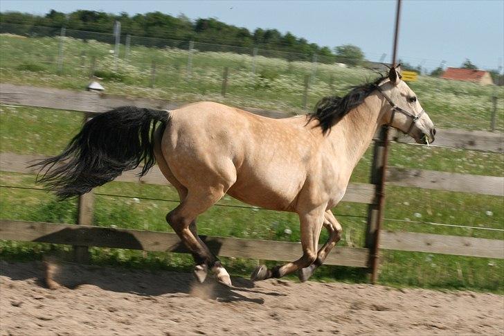 Anden særlig race Cee Bee Gipsy R.I.P - I believe I can fly....  billede 10