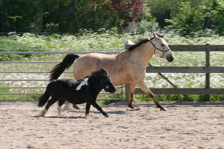 Anden særlig race Cee Bee Gipsy R.I.P - Sunshine & Lille Emil billede 13