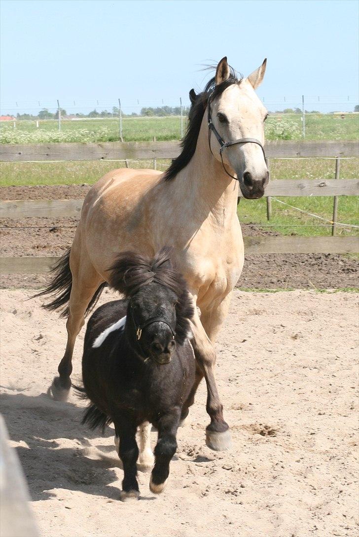 Anden særlig race Cee Bee Gipsy R.I.P - Cute cute cute :D billede 12