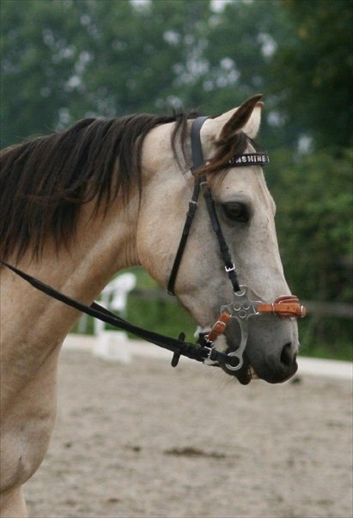 Anden særlig race Cee Bee Gipsy R.I.P billede 11