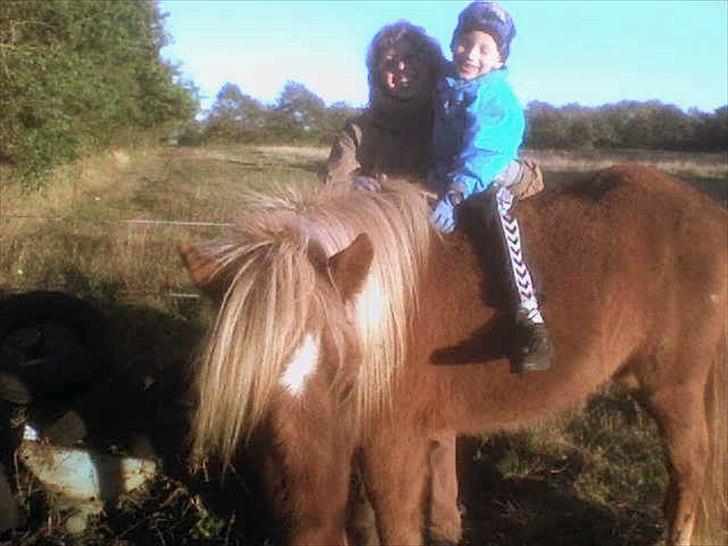 Islænder Bjarmi fra Egebjerg - 16-10-2010 Prøvede lige med Gustav på ryggen, Bjarmi er kold !! billede 15