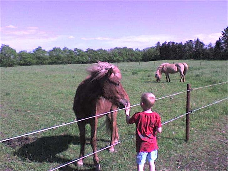 Islænder Bjarmi fra Egebjerg - sommer 2010 billede 16