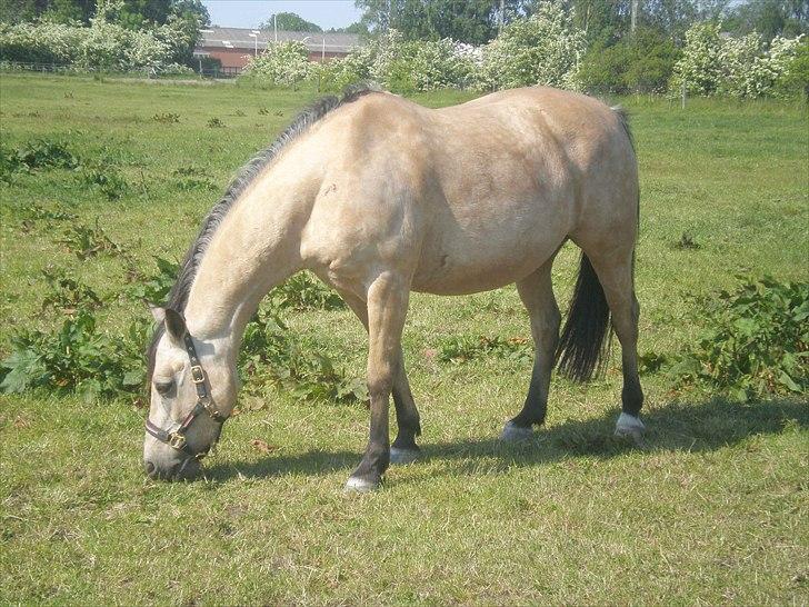 Anden særlig race Cee Bee Gipsy R.I.P billede 14