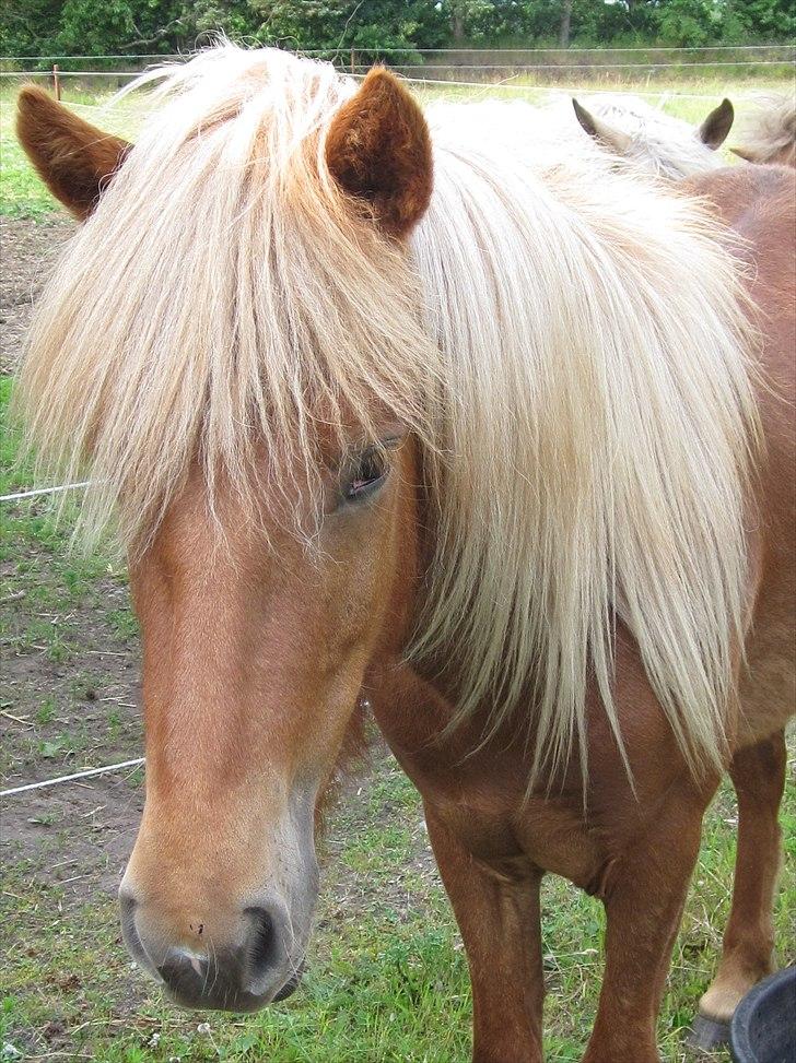 Islænder Bjarmi fra Egebjerg billede 17