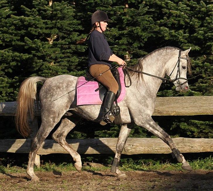 Arabisk fuldblod (OX) SL Carrera billede 5