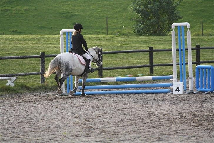 Welsh Pony af Cob-type (sec C) Sondergaardens Freja billede 4