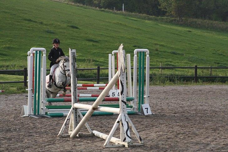 Welsh Pony af Cob-type (sec C) Sondergaardens Freja billede 5