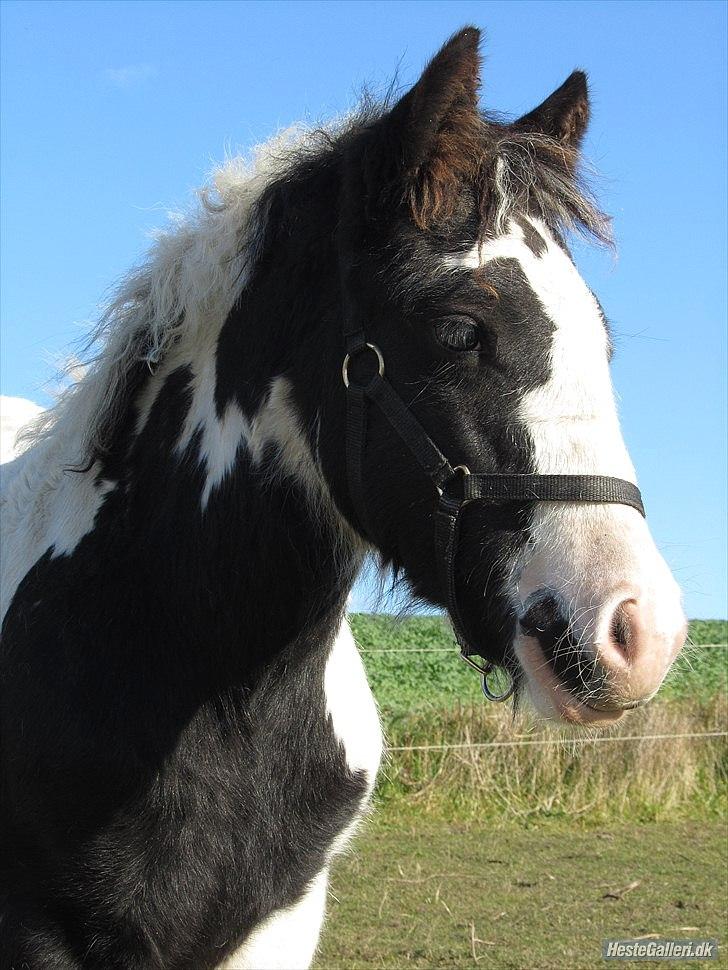 Tinker Unique Sielon <3  - # 5. Hans smukke hoved. Taget den 16 oktober 2010 billede 7