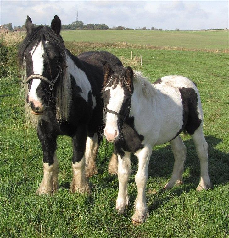 Tinker Unique Sielon <3  - # 7. Sielon og hans mor, ved opdrætter. Taget den 13 oktober 2010 billede 9