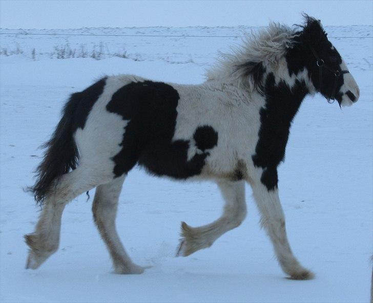 Tinker Unique Sielon <3  - # 8. Sielon uden i den sneen. Taget den 27 november 2010 billede 10