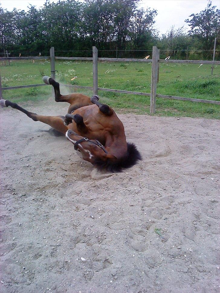 Tysk Sportspony Bubber billede 9