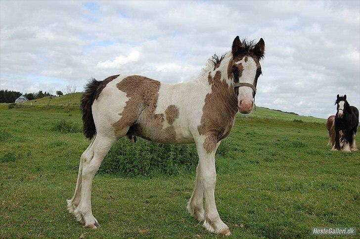 Tinker Unique Sielon <3  - # 13. Smukke basse.. Var helt solgt, da jeg så dette foto af ham :D  billede 15