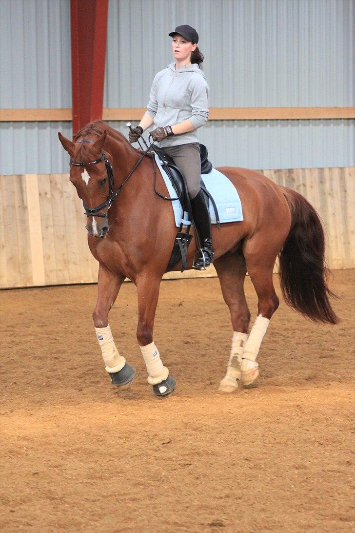 Anden særlig race Præstemarkens Vivaldi - Velkommen :) Træning hos Bjarne Nielsen 2010 (Foto: Pernille Kirstine) billede 1