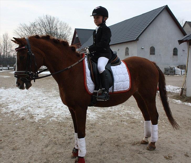 Anden særlig race Lady billede 4