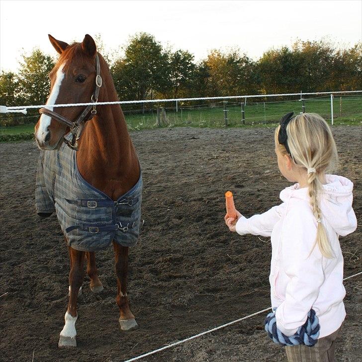 Anden særlig race Lady billede 6