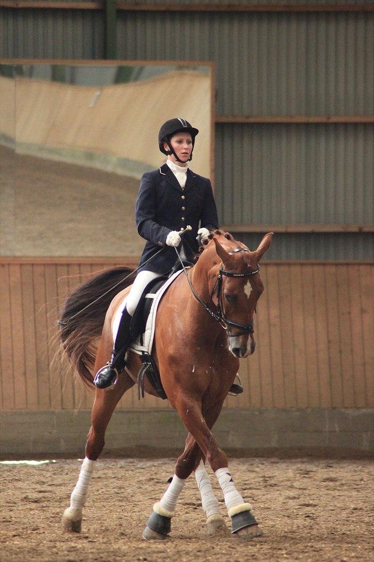 Anden særlig race Præstemarkens Vivaldi - Åbent Hus Skåde Rideklub 2010 (Foto: Pernille Kirstine) billede 13