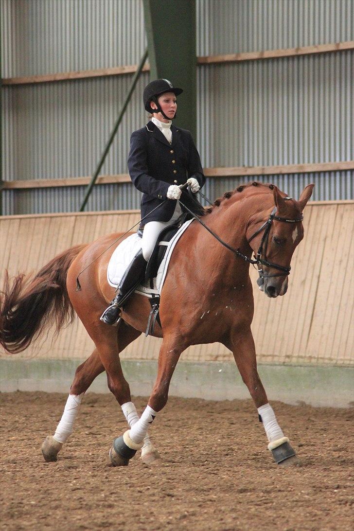 Anden særlig race Præstemarkens Vivaldi - Åbent Hus Skåde Rideklub 2010 (Foto: Pernille Kirstine) billede 14