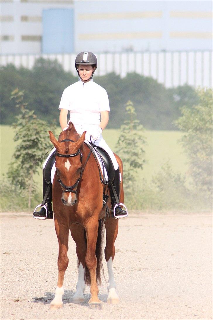 Anden særlig race Præstemarkens Vivaldi - Stævne Åstrup Sportsrideklub 2010 (Foto: Pernille Kirstine) billede 18