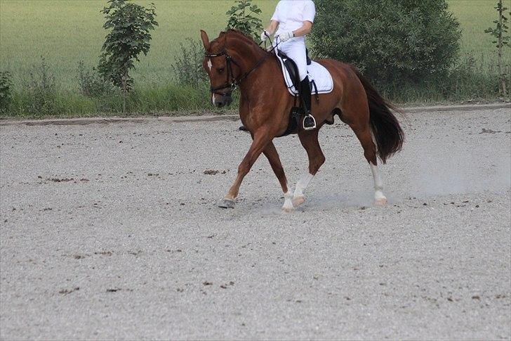 Anden særlig race Præstemarkens Vivaldi - Stævne Åstrup Sportsrideklub 2010 (Foto: Pernille Kirstine) billede 19