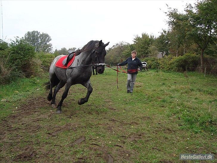 Anden særlig race Walodias Gunnar billede 7