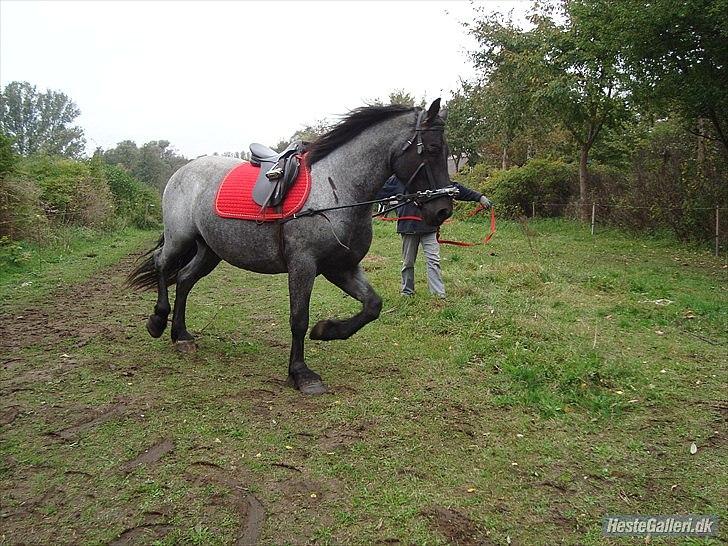 Anden særlig race Walodias Gunnar billede 8