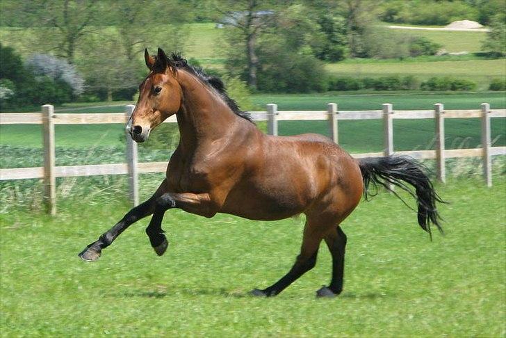 Dansk Varmblod Newman billede 1