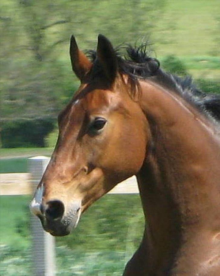 Dansk Varmblod Newman billede 2