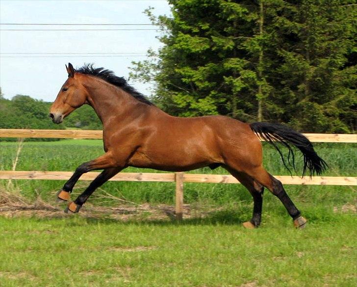 Dansk Varmblod Newman billede 3