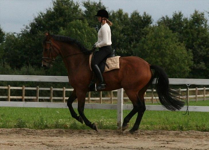 Dansk Varmblod Newman billede 4