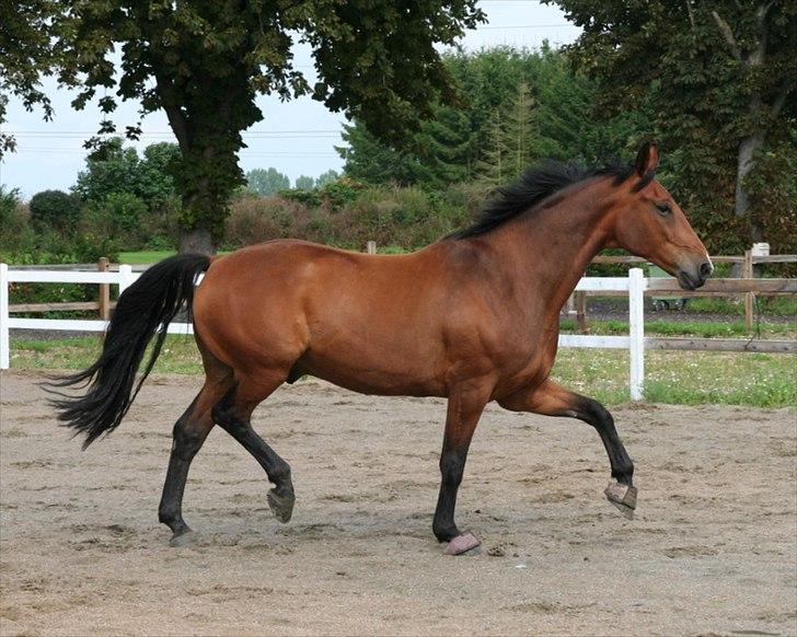 Dansk Varmblod Newman billede 5