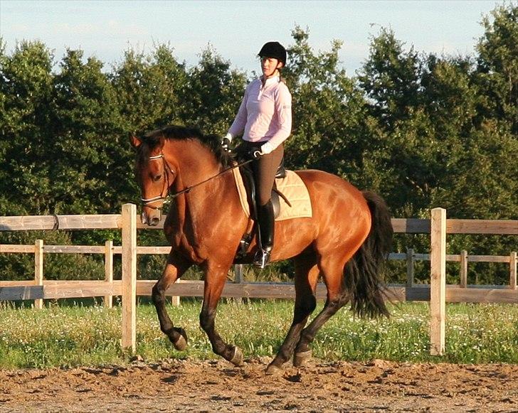 Dansk Varmblod Newman billede 6