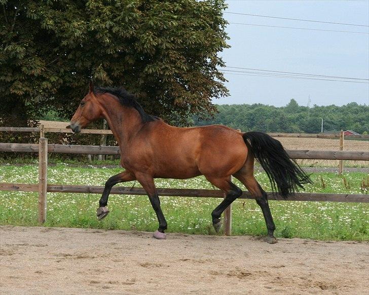 Dansk Varmblod Newman billede 7