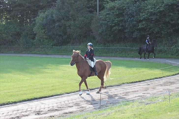 Islænder Perla (Gammel part) billede 1