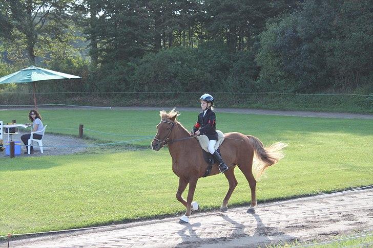 Islænder Perla (Gammel part) billede 2