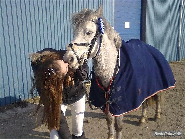 Welsh Pony (sec B) Oddens Pigatju - Møsser til dig  billede 4