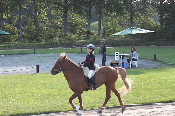 Islænder Perla (Gammel part) billede 3