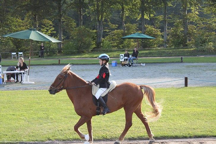 Islænder Perla (Gammel part) billede 4