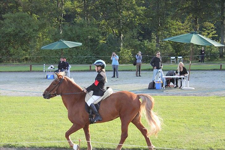 Islænder Perla (Gammel part) billede 5