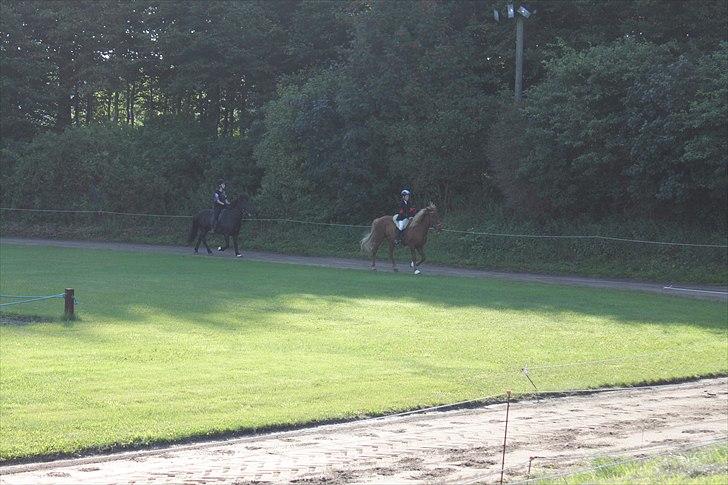 Islænder Perla (Gammel part) billede 6