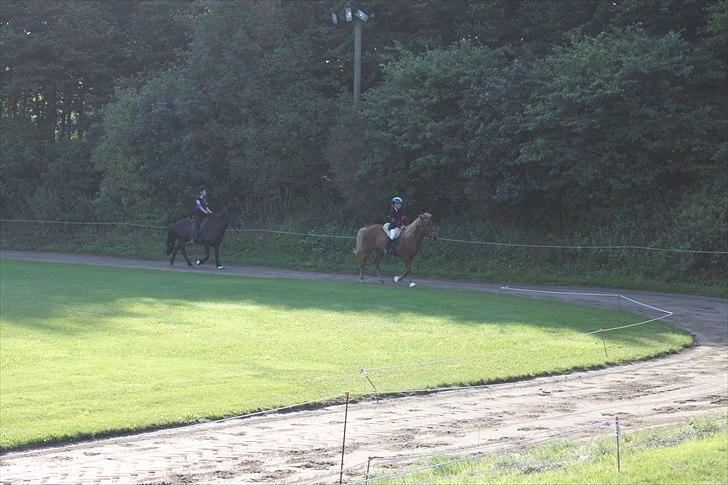 Islænder Perla (Gammel part) billede 7