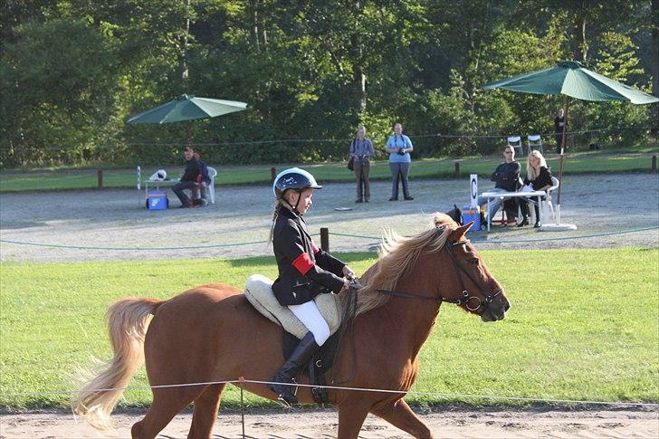 Islænder Perla (Gammel part) billede 8