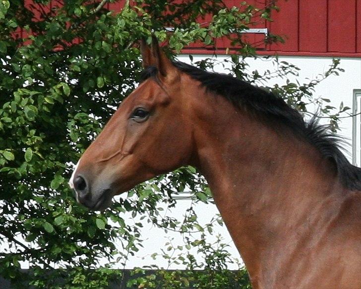 Dansk Varmblod Newman billede 8