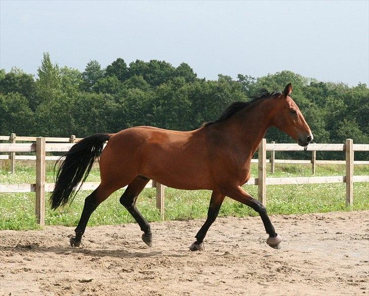 Dansk Varmblod Newman billede 9