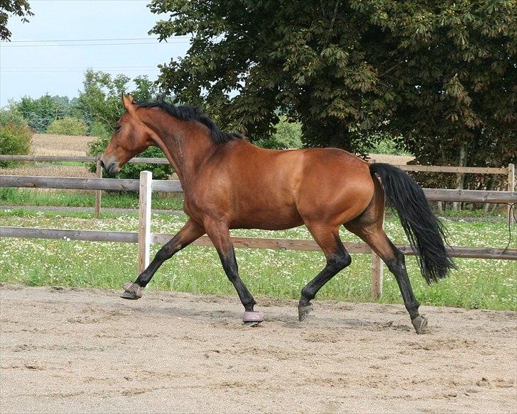 Dansk Varmblod Newman billede 10