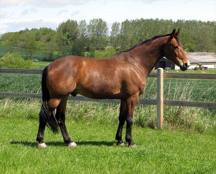 Dansk Varmblod Newman billede 11