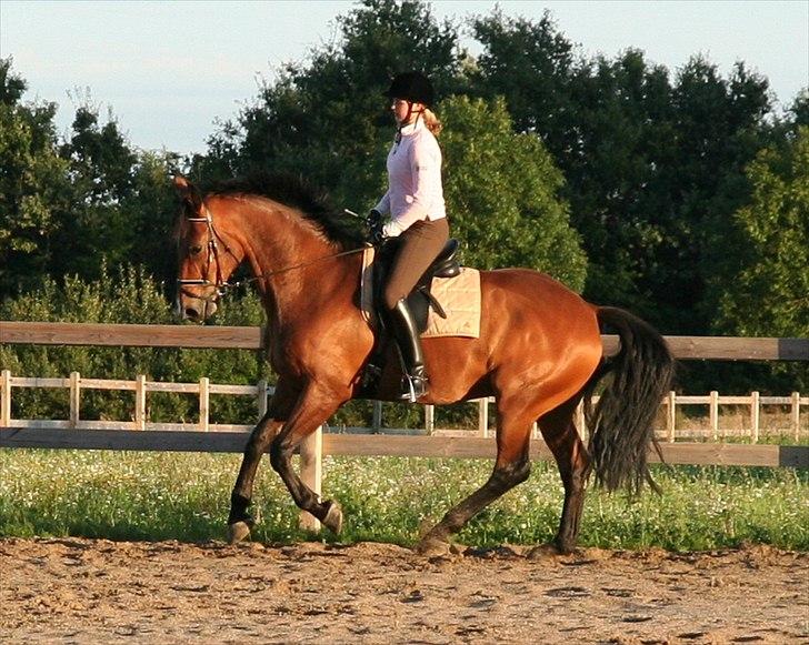 Dansk Varmblod Newman billede 12